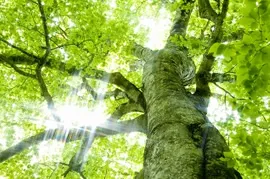 生命と重力の関係についてのイメージ